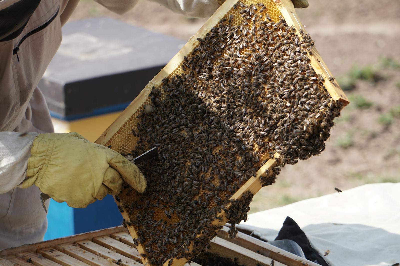 Real beekeeper checking a frame covered with honey bees