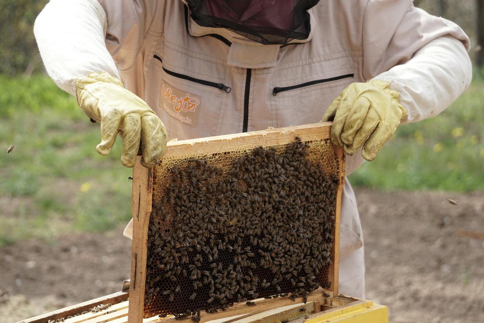 Real beekeeper holding a hive frame during beginner beekeeping work