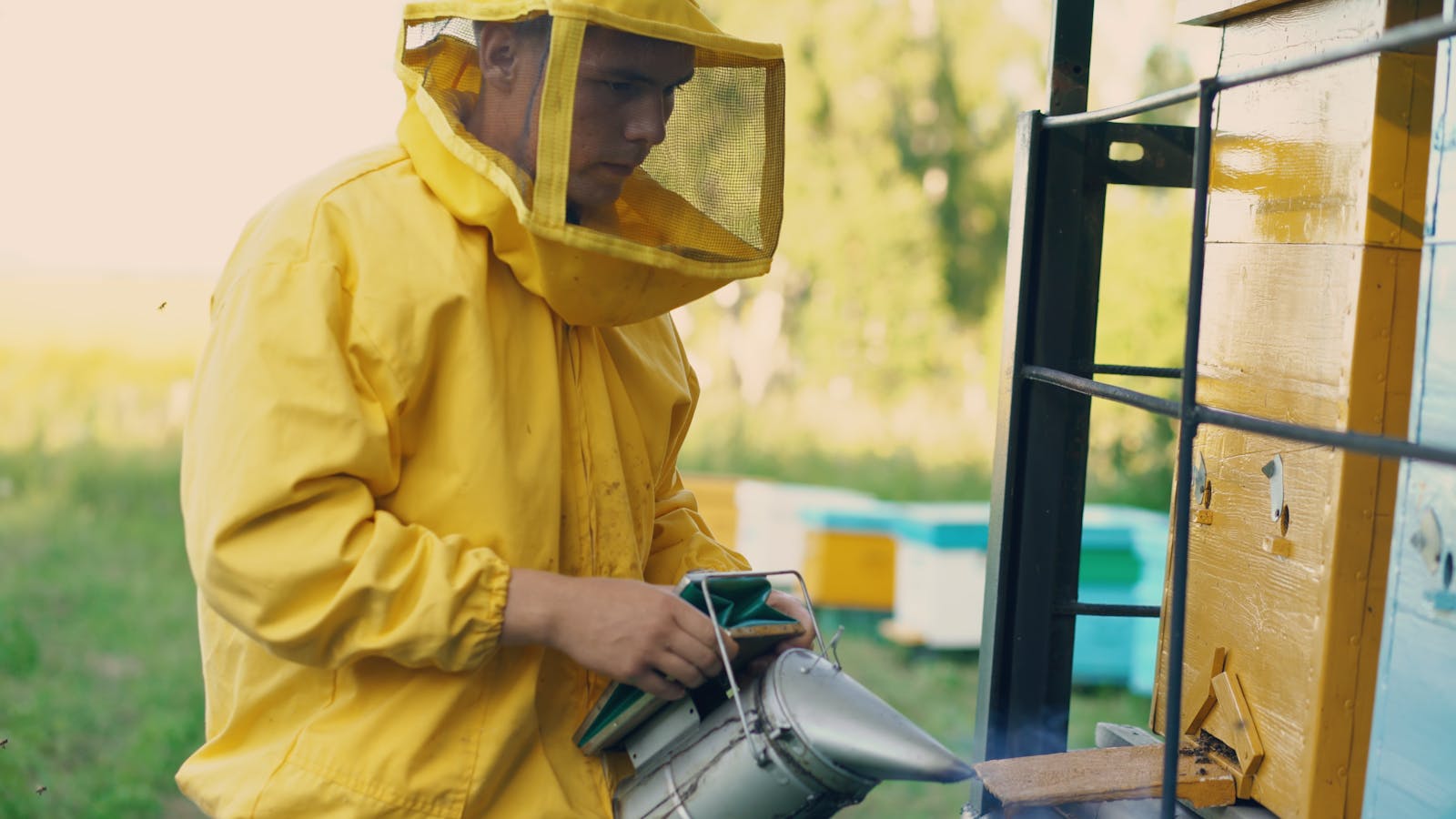Real beekeeper using a smoker at a hive entrance during equipment work