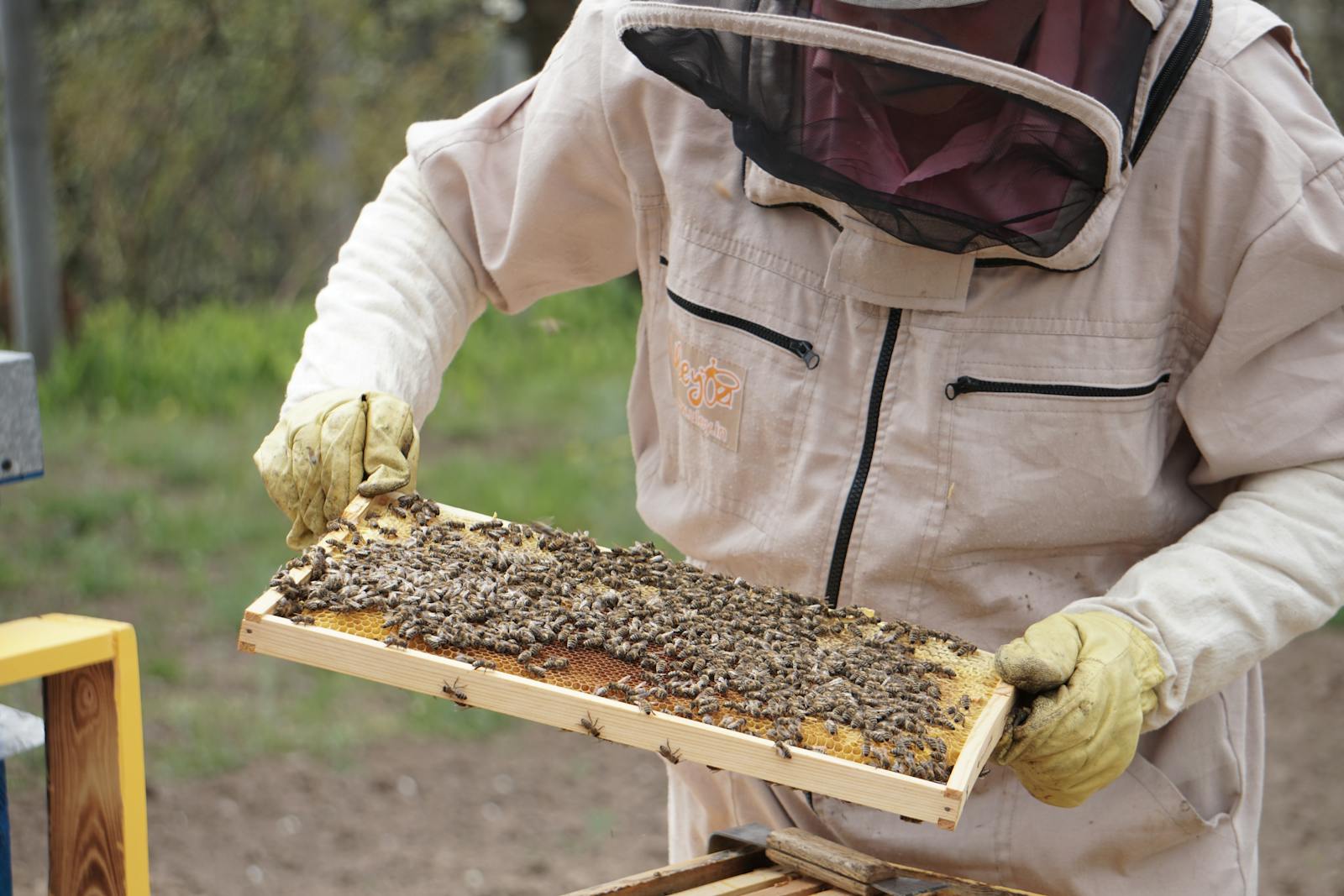 Real beekeeper inspecting a frame covered with bees during hive management