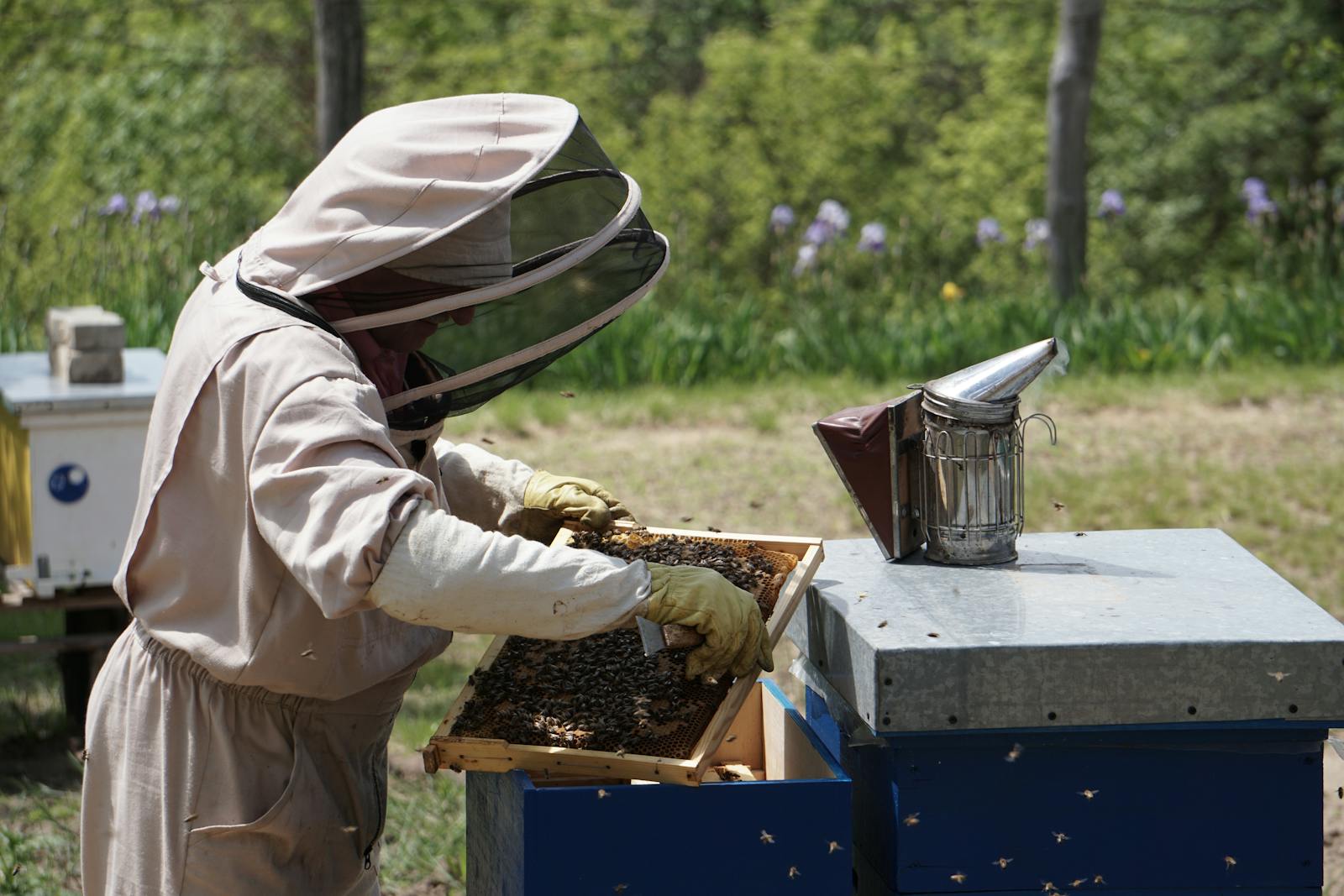 Real beekeeper inspecting a hive frame beside a smoker in an apiary